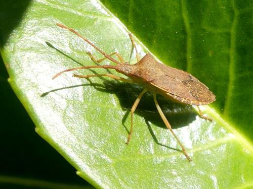 Gonocerus acuteangulatus